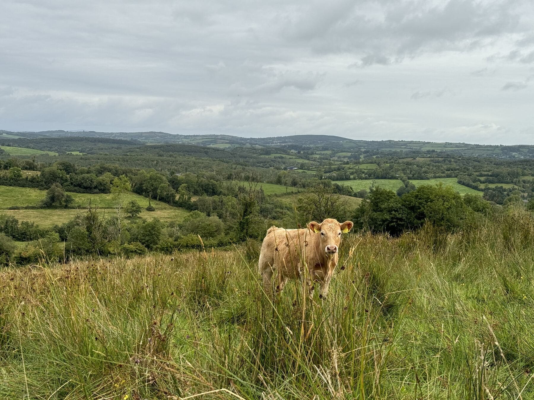 Calf on the upland pasture with the Fermanagh countryside behind