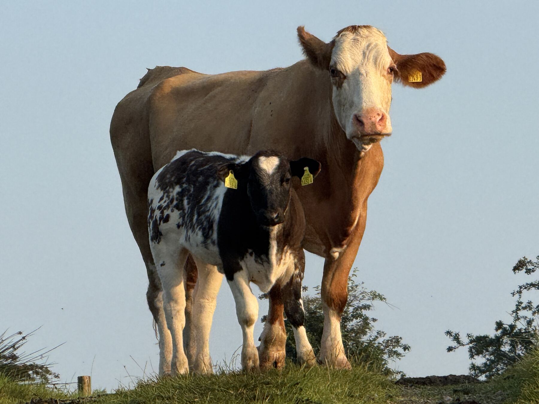 Peter Gallagher on the farm in Boho, Co. Fermanagh